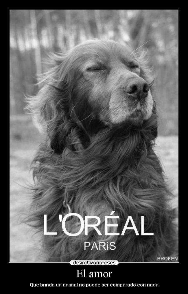 El amor - Que brinda un animal no puede ser comparado con nada