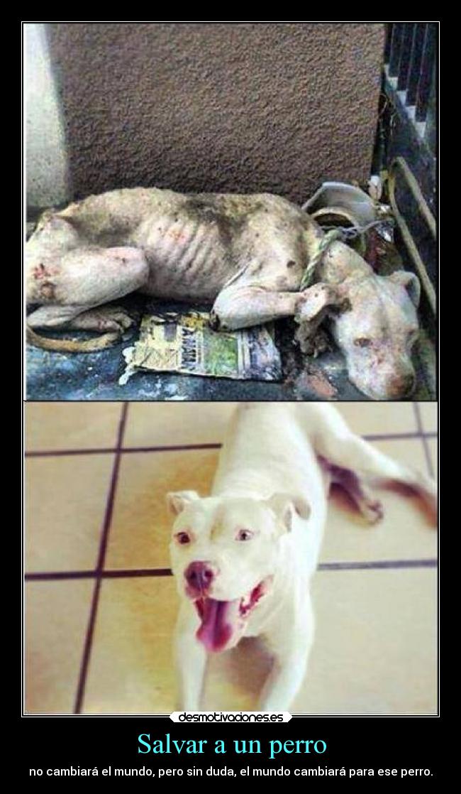 Salvar a un perro - no cambiará el mundo, pero sin duda, el mundo cambiará para ese perro.