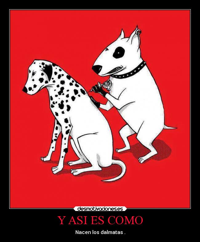 Y ASI ES COMO - Nacen los dalmatas .