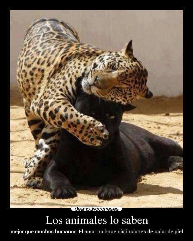 carteles animales theinmortals raptorhunters caaf justiciaradical animales leopardos color piel desmotivaciones