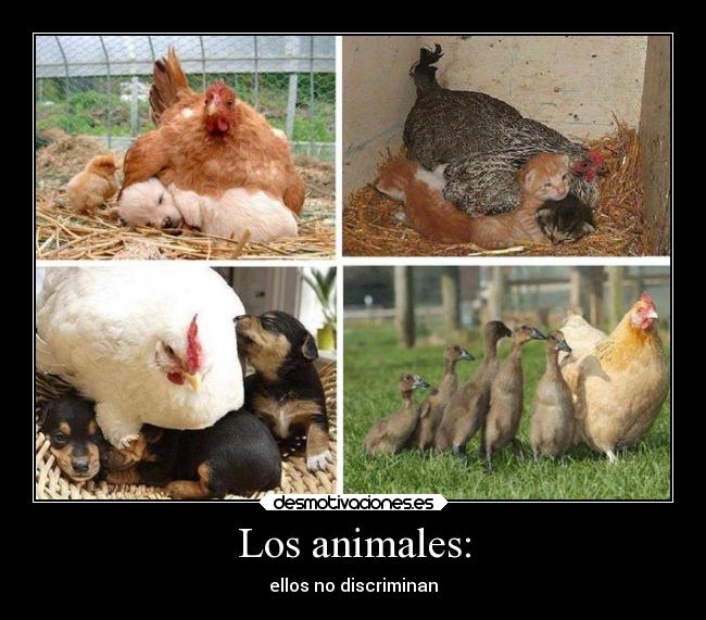 Los animales: -