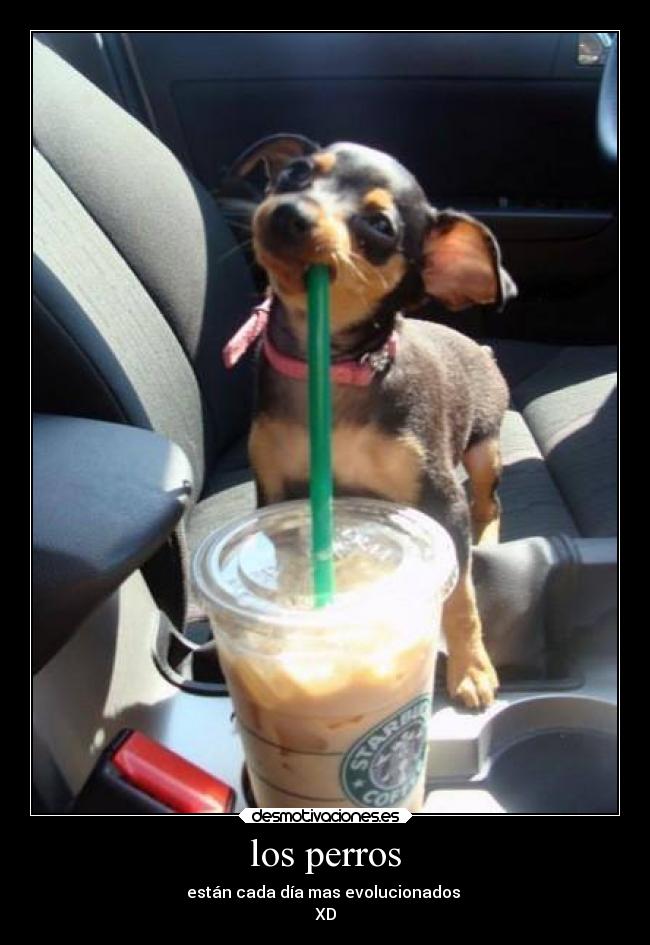 los perros - están cada día mas evolucionados 
XD