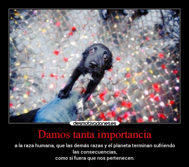 Damos tanta importancia -