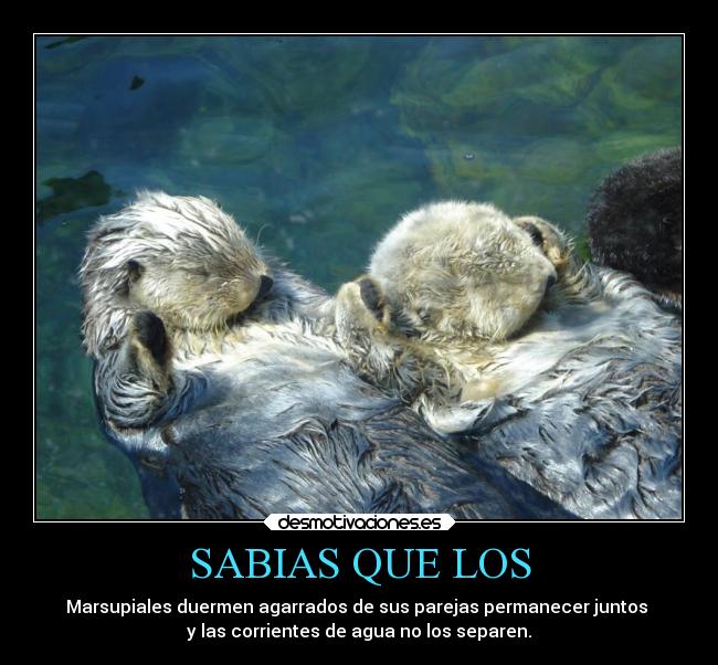 SABIAS QUE LOS - Marsupiales duermen agarrados de sus parejas permanecer juntos
y las corrientes de agua no los separen.