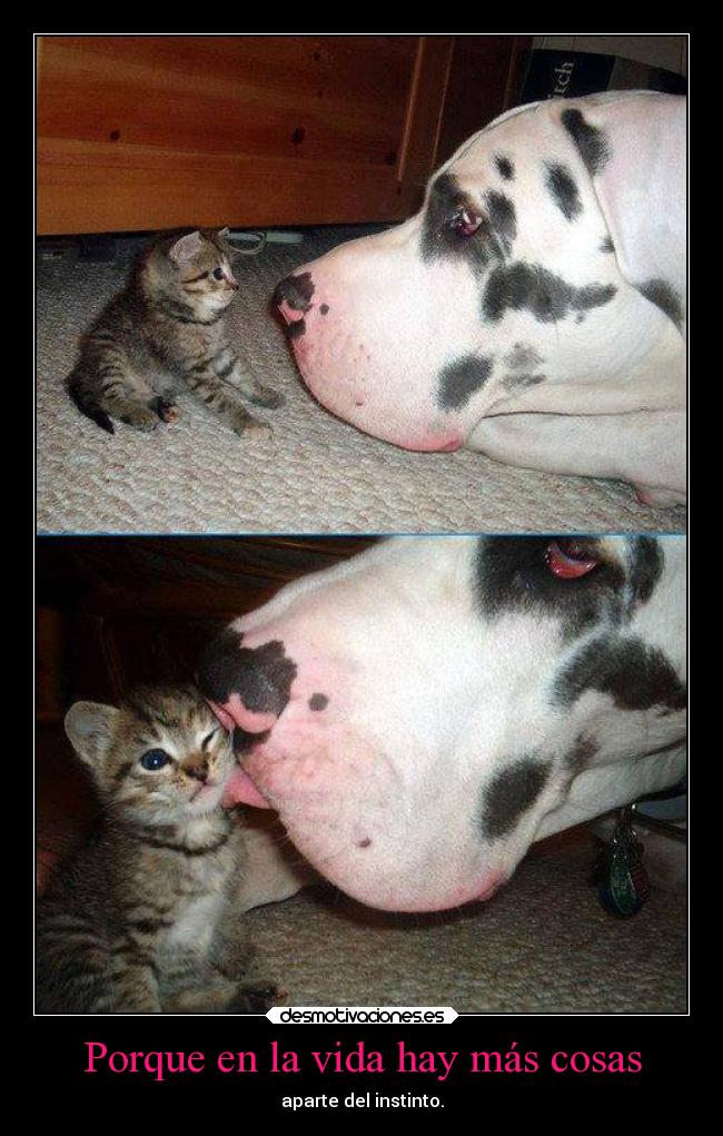 Porque en la vida hay más cosas -