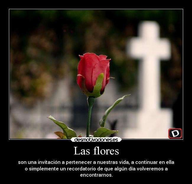 Las flores - son una invitación a pertenecer a nuestras vida, a continuar en ella
o simplemente un recordatorio de que algún día volveremos a
encontrarnos.