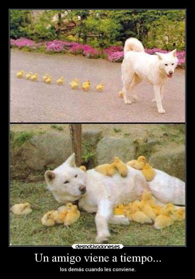 carteles amistad desmotivaciones