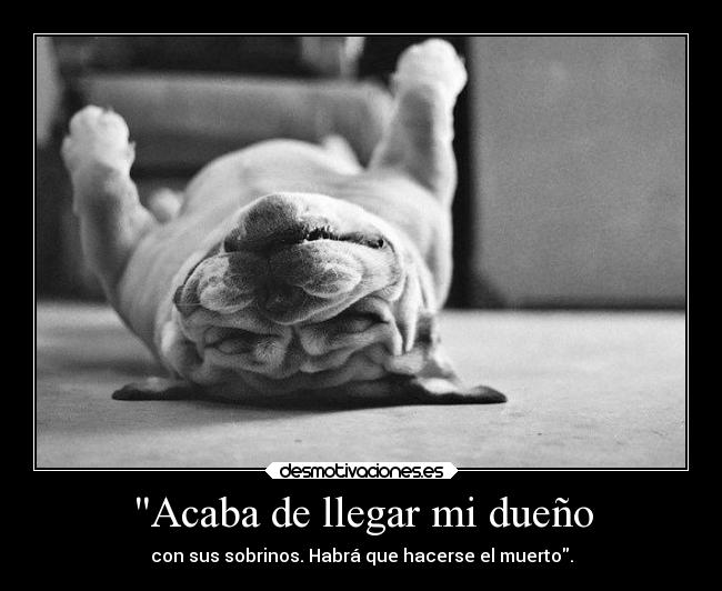 Acaba de llegar mi dueño - con sus sobrinos. Habrá que hacerse el muerto.