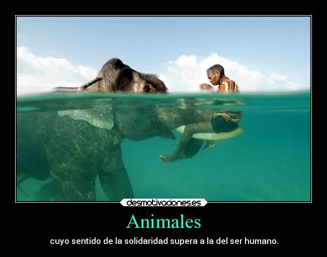 Animales - cuyo sentido de la solidaridad supera a la del ser humano.