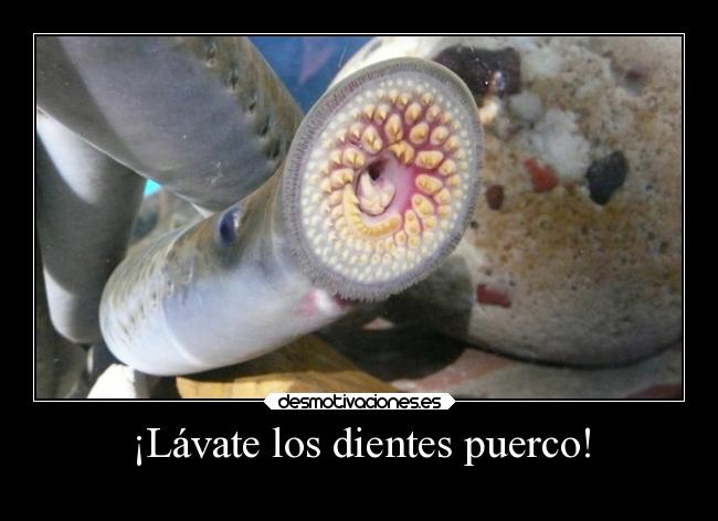 carteles humor anguila dientes lavar puerco desmotivaciones