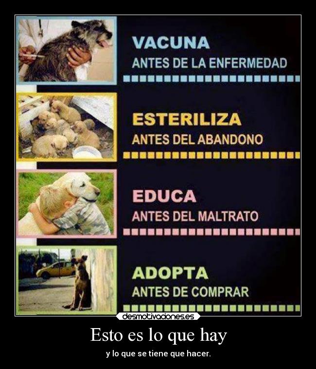 carteles animales desmotivaciones