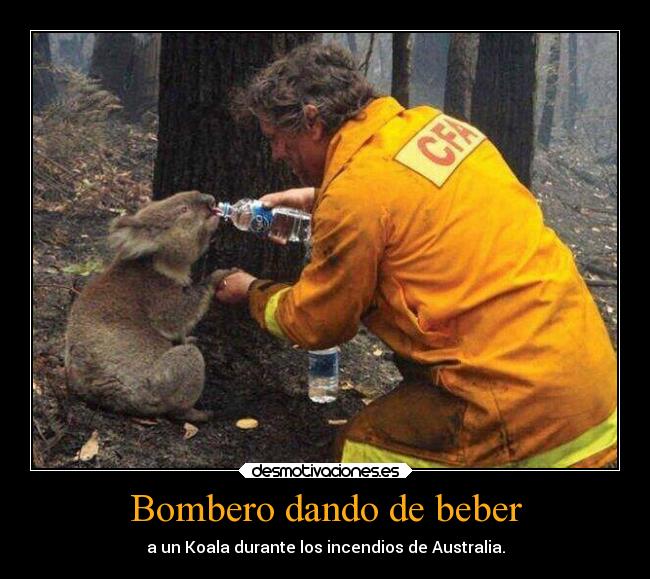 Bombero dando de beber - a un Koala durante los incendios de Australia.