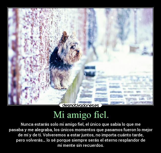 Mi amigo fiel. -