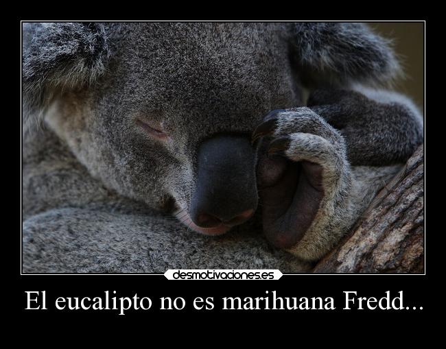 carteles lol koala fredd drogadicto desmotivaciones