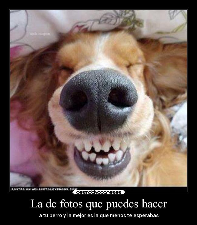 La de fotos que puedes hacer - a tu perro y la mejor es la que menos te esperabas