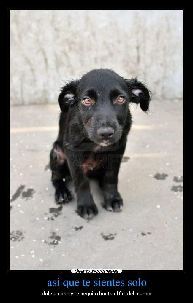 así que te sientes solo - dale un pan y te seguirá hasta el fin del mundo