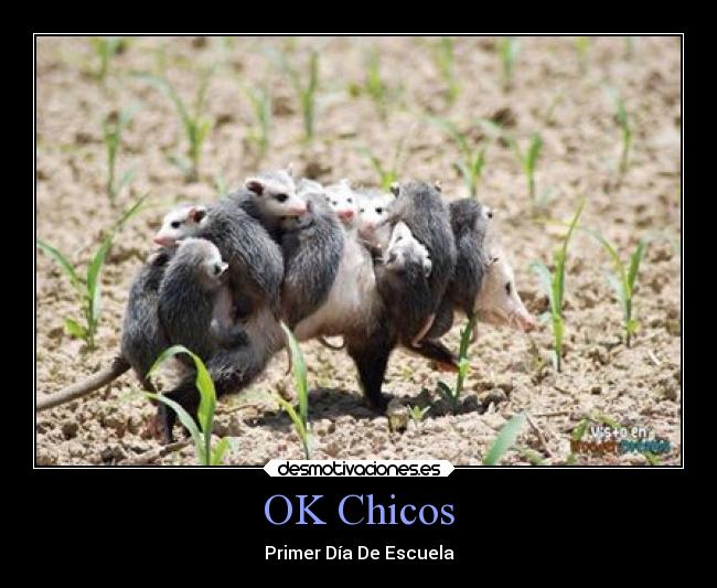 OK Chicos -