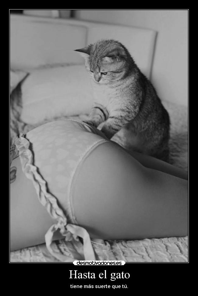 Hasta el gato - tiene más suerte que tú.