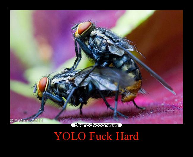 YOLO Fuck Hard -