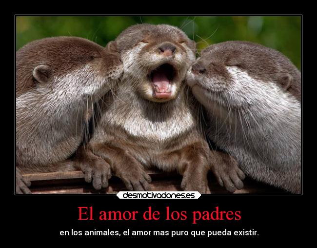 El amor de los padres - en los animales, el amor mas puro que pueda existir.