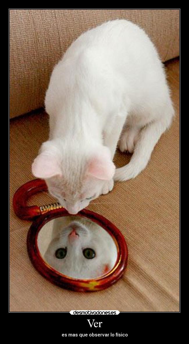 carteles gatospromesas madurar desmotivaciones