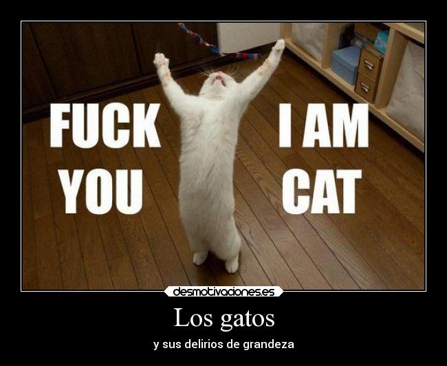 Los gatos - y sus delirios de grandeza