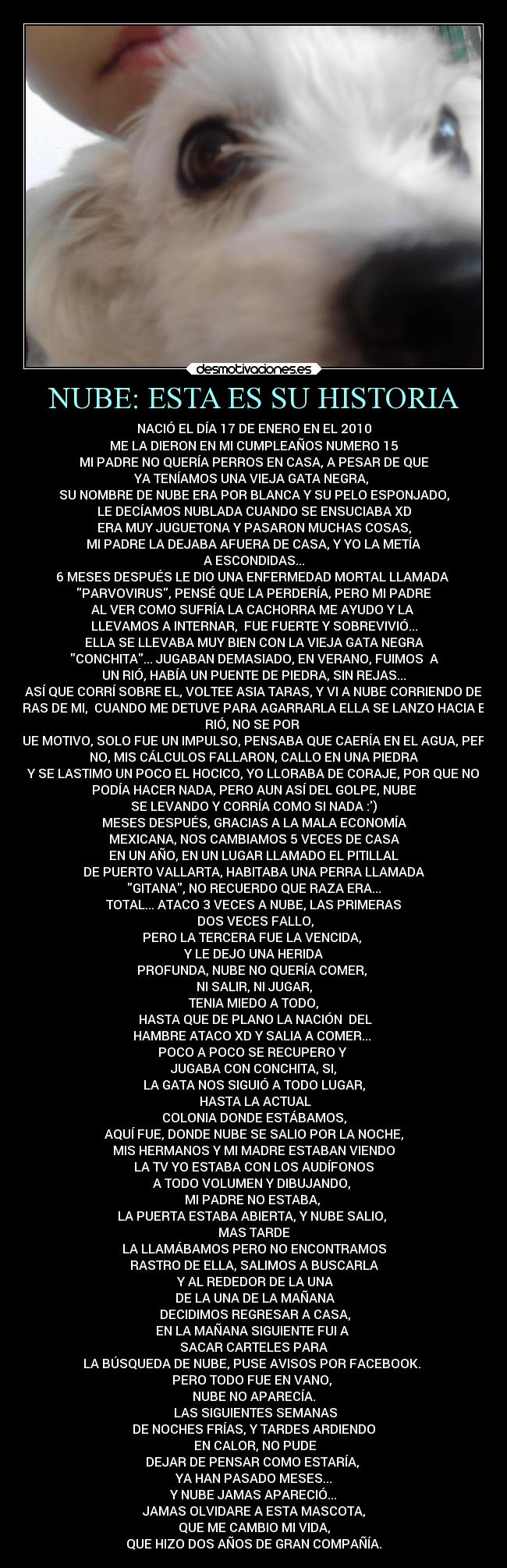NUBE: ESTA ES SU HISTORIA - NACIÓ EL DÍA 17 DE ENERO EN EL 2010
ME LA DIERON EN MI CUMPLEAÑOS NUMERO 15
MI PADRE NO QUERÍA PERROS EN CASA, A PESAR DE QUE
YA TENÍAMOS UNA VIEJA GATA NEGRA,
SU NOMBRE DE NUBE ERA POR BLANCA Y SU PELO ESPONJADO,
LE DECÍAMOS NUBLADA CUANDO SE ENSUCIABA XD
ERA MUY JUGUETONA Y PASARON MUCHAS COSAS,
MI PADRE LA DEJABA AFUERA DE CASA, Y YO LA METÍA
A ESCONDIDAS...
6 MESES DESPUÉS LE DIO UNA ENFERMEDAD MORTAL LLAMADA
PARVOVIRUS, PENSÉ QUE LA PERDERÍA, PERO MI PADRE
AL VER COMO SUFRÍA LA CACHORRA ME AYUDO Y LA
LLEVAMOS A INTERNAR, FUE FUERTE Y SOBREVIVIÓ...
ELLA SE LLEVABA MUY BIEN CON LA VIEJA GATA NEGRA
CONCHITA... JUGABAN DEMASIADO, EN VERANO, FUIMOS A
UN RIÓ, HABÍA UN PUENTE DE PIEDRA, SIN REJAS...
ASÍ QUE CORRÍ SOBRE EL, VOLTEE ASIA TARAS, Y VI A NUBE CORRIENDO DE
TRAS DE MI, CUANDO ME DETUVE PARA AGARRARLA ELLA SE LANZO HACIA EL
RIÓ, NO SE POR
QUE MOTIVO, SOLO FUE UN IMPULSO, PENSABA QUE CAERÍA EN EL AGUA, PERO
NO, MIS CÁLCULOS FALLARON, CALLO EN UNA PIEDRA
Y SE LASTIMO UN POCO EL HOCICO, YO LLORABA DE CORAJE, POR QUE NO
PODÍA HACER NADA, PERO AUN ASÍ DEL GOLPE, NUBE
SE LEVANDO Y CORRÍA COMO SI NADA :)
MESES DESPUÉS, GRACIAS A LA MALA ECONOMÍA
MEXICANA, NOS CAMBIAMOS 5 VECES DE CASA
EN UN AÑO, EN UN LUGAR LLAMADO EL PITILLAL
DE PUERTO VALLARTA, HABITABA UNA PERRA LLAMADA
GITANA, NO RECUERDO QUE RAZA ERA...
TOTAL... ATACO 3 VECES A NUBE, LAS PRIMERAS
DOS VECES FALLO,
PERO LA TERCERA FUE LA VENCIDA,
Y LE DEJO UNA HERIDA
PROFUNDA, NUBE NO QUERÍA COMER,
NI SALIR, NI JUGAR,
TENIA MIEDO A TODO,
HASTA QUE DE PLANO LA NACIÓN DEL
HAMBRE ATACO XD Y SALIA A COMER...
POCO A POCO SE RECUPERO Y
JUGABA CON CONCHITA, SI,
LA GATA NOS SIGUIÓ A TODO LUGAR,
HASTA LA ACTUAL
COLONIA DONDE ESTÁBAMOS,
AQUÍ FUE, DONDE NUBE SE SALIO POR LA NOCHE,
MIS HERMANOS Y MI MADRE ESTABAN VIENDO
LA TV YO ESTABA CON LOS AUDÍFONOS
A TODO VOLUMEN Y DIBUJANDO,
MI PADRE NO ESTABA,
LA PUERTA ESTABA ABIERTA, Y NUBE SALIO,
MAS TARDE
LA LLAMÁBAMOS PERO NO ENCONTRAMOS
RASTRO DE ELLA, SALIMOS A BUSCARLA
Y AL REDEDOR DE LA UNA
DE LA UNA DE LA MAÑANA
DECIDIMOS REGRESAR A CASA,
EN LA MAÑANA SIGUIENTE FUI A
SACAR CARTELES PARA
LA BÚSQUEDA DE NUBE, PUSE AVISOS POR FACEBOOK.
PERO TODO FUE EN VANO,
NUBE NO APARECÍA.
LAS SIGUIENTES SEMANAS
DE NOCHES FRÍAS, Y TARDES ARDIENDO
EN CALOR, NO PUDE
DEJAR DE PENSAR COMO ESTARÍA,
YA HAN PASADO MESES...
Y NUBE JAMAS APARECIÓ...
JAMAS OLVIDARE A ESTA MASCOTA,
QUE ME CAMBIO MI VIDA,
QUE HIZO DOS AÑOS DE GRAN COMPAÑÍA.