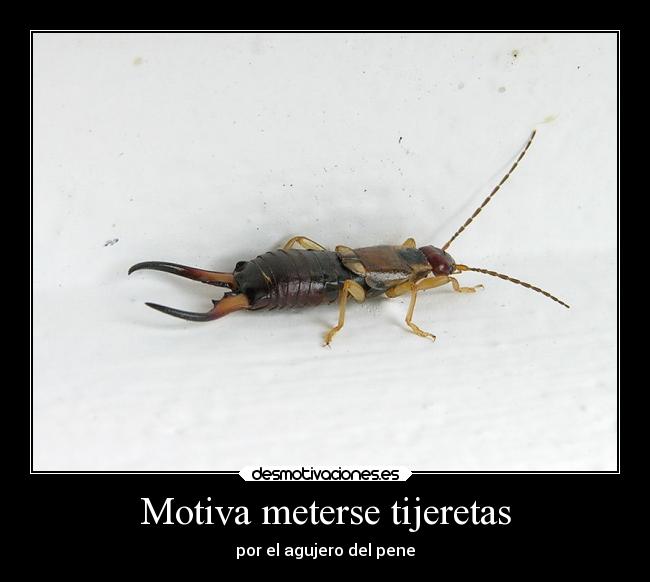 Motiva meterse tijeretas - por el agujero del pene