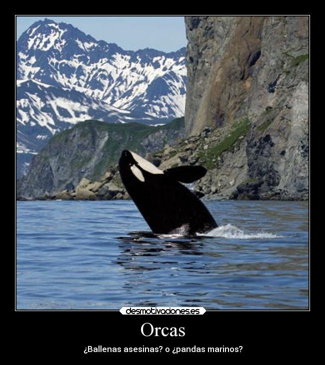 Orcas -