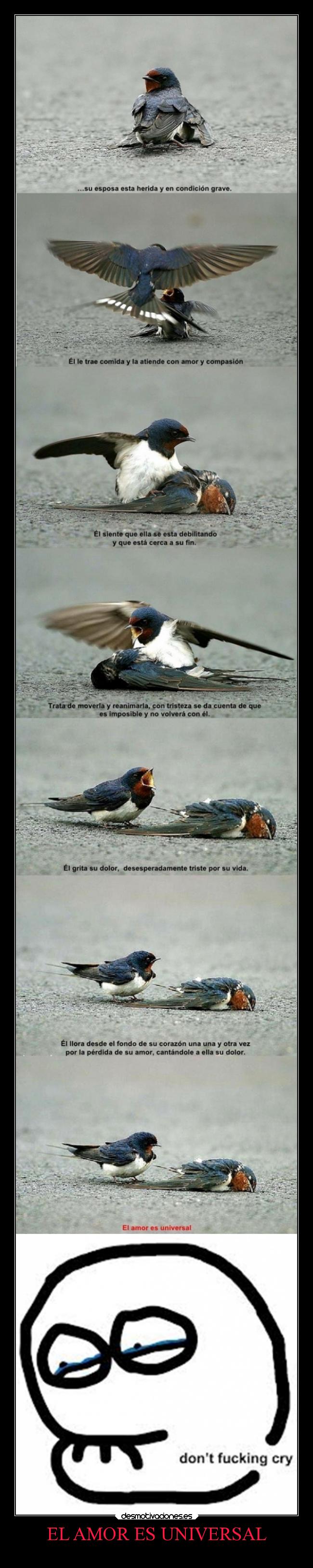 EL AMOR ES UNIVERSAL - 