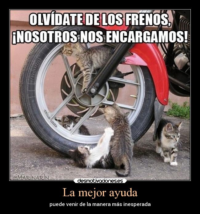 carteles ayuda devilbrigade gatos gatitos lindos animales ayuda puede venir manera mas inesperada confianza desmotivaciones