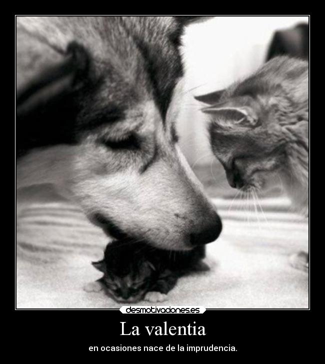 La valentia - en ocasiones nace de la imprudencia.