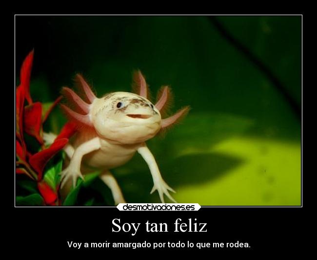 Soy tan feliz - 