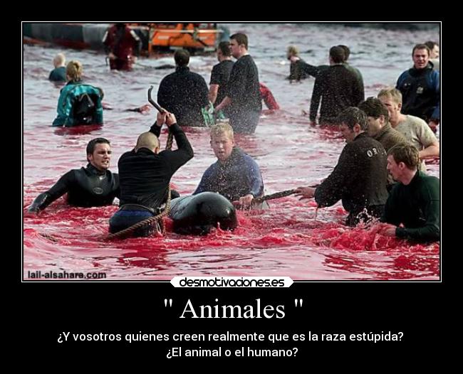  Animales  - ¿Y vosotros quienes creen realmente que es la raza estúpida? 
¿El animal o el humano?