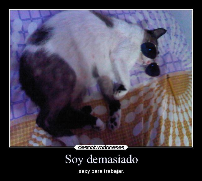 carteles gato desmotivaciones