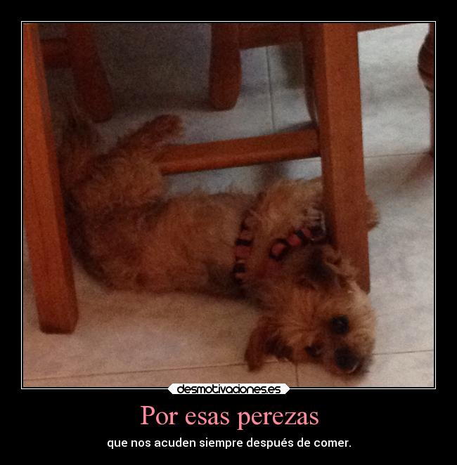 carteles humor desmotivaciones