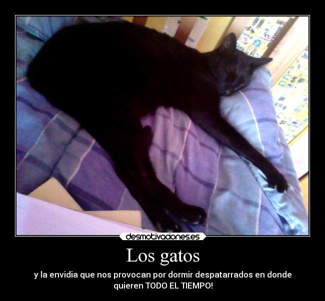 Los gatos -