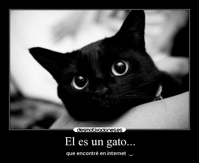 El es un gato... - 