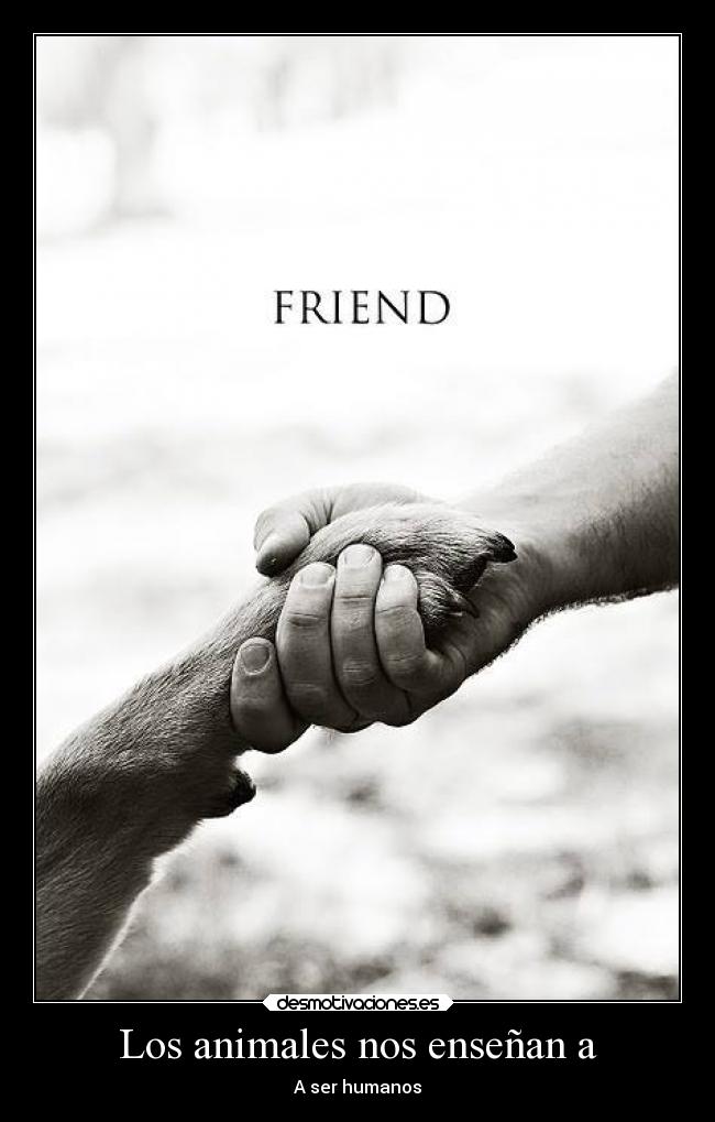 carteles animales animales desmotivaciones