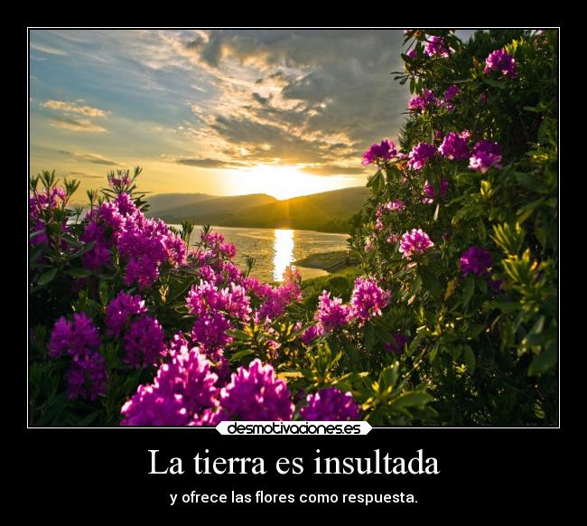 La tierra es insultada - y ofrece las flores como respuesta.