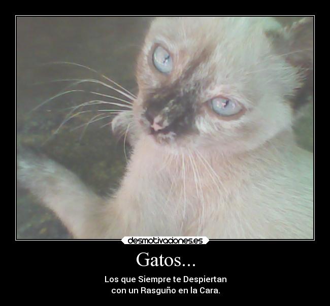 carteles gatos que demuestran verdad desmotivaciones