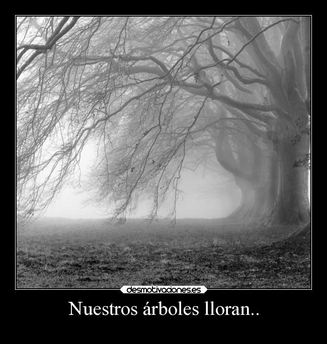 Nuestros árboles lloran.. -