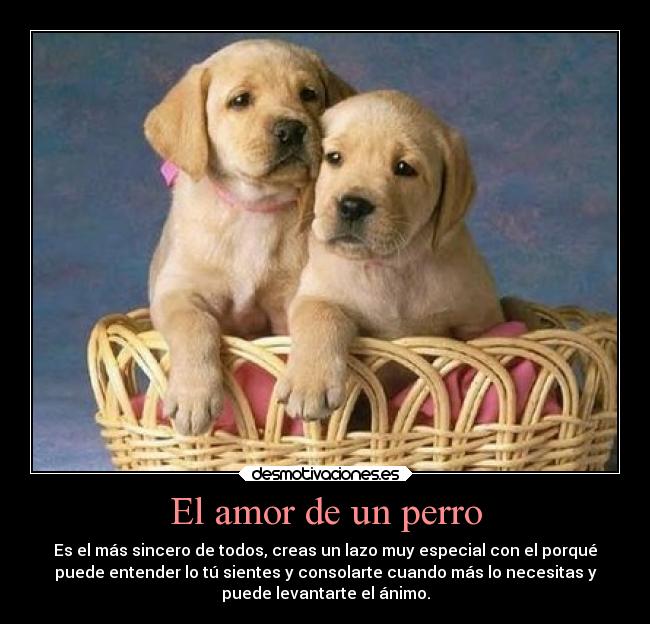 El amor de un perro - 