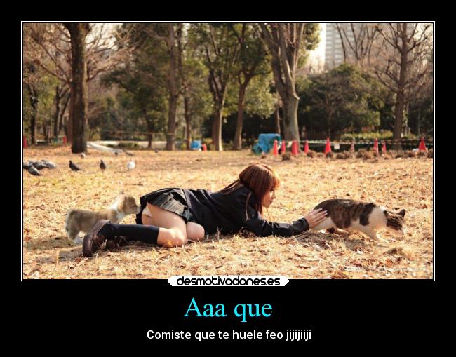 carteles gato desmotivaciones