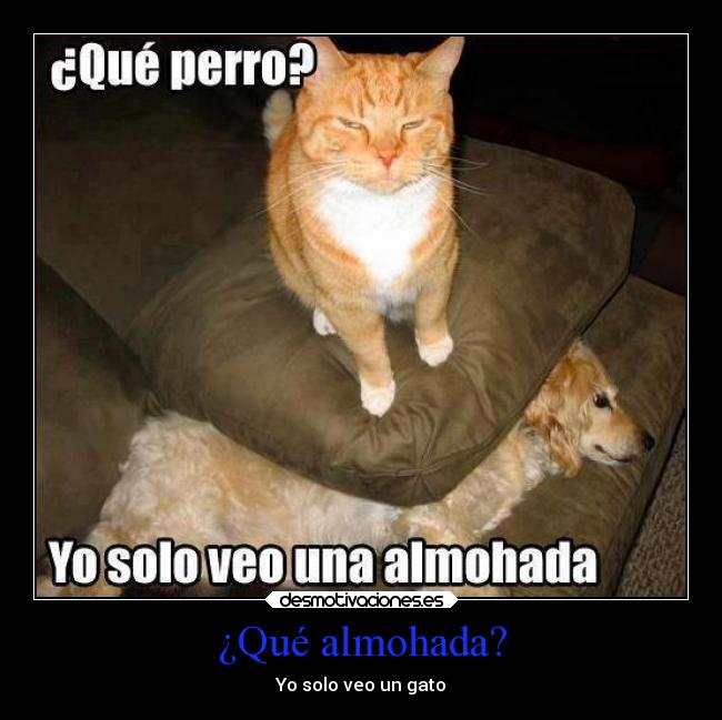 ¿Qué almohada? -