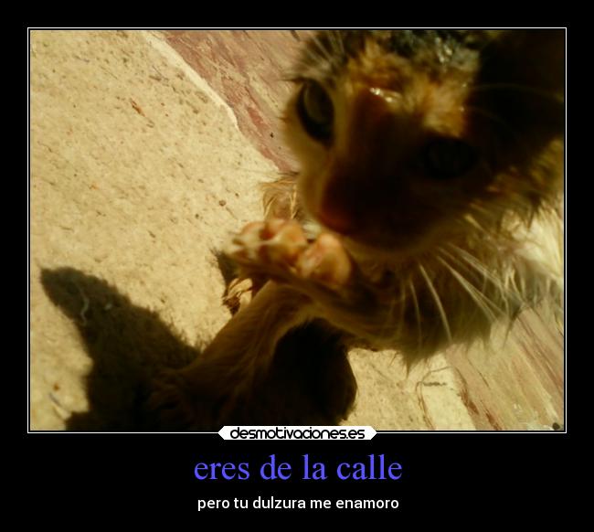 eres de la calle - pero tu dulzura me enamoro