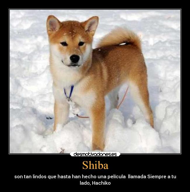 Shiba -