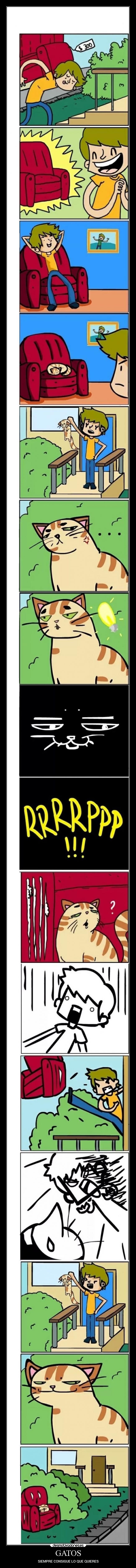 GATOS - SIEMPRE CONSIGUE LO QUE QUIERES
