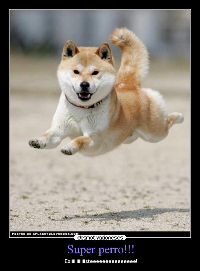 Super perro!!! - ¡Exiiiiiiiiiiiisteeeeeeeeeeeeeee!