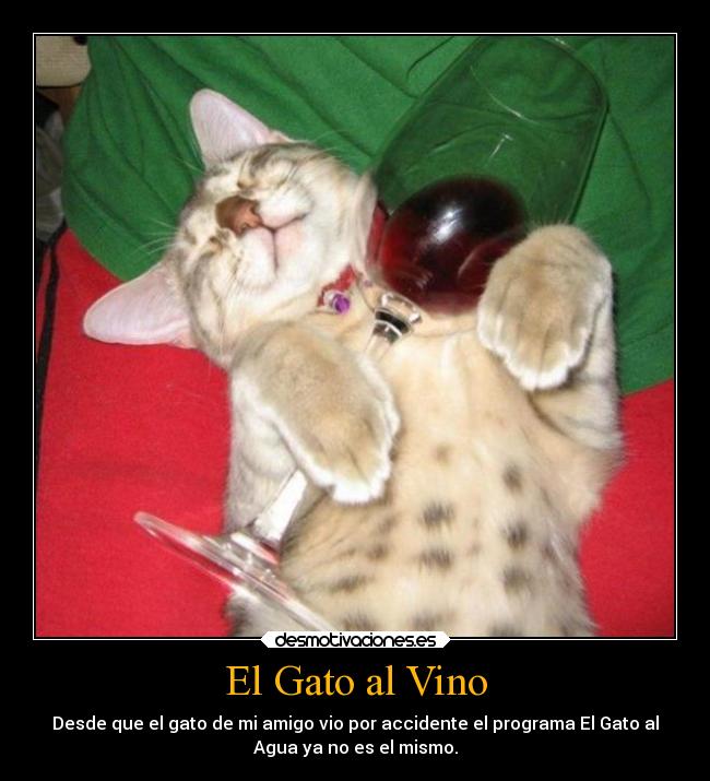 carteles humor gato desmotivaciones
